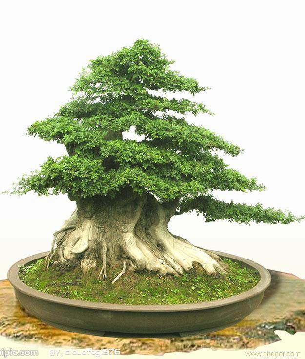 安徽青阳苗木盆景业发展迅猛