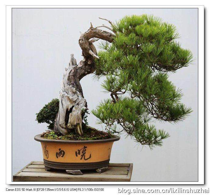 安徽阜阳市成立盆景艺术家协会