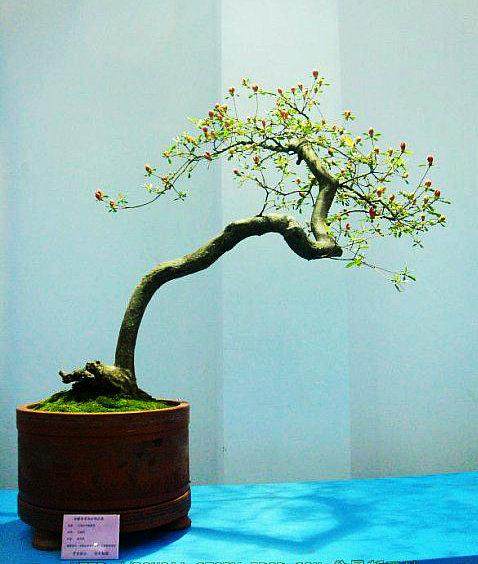 安徽歙县的盆景艺术