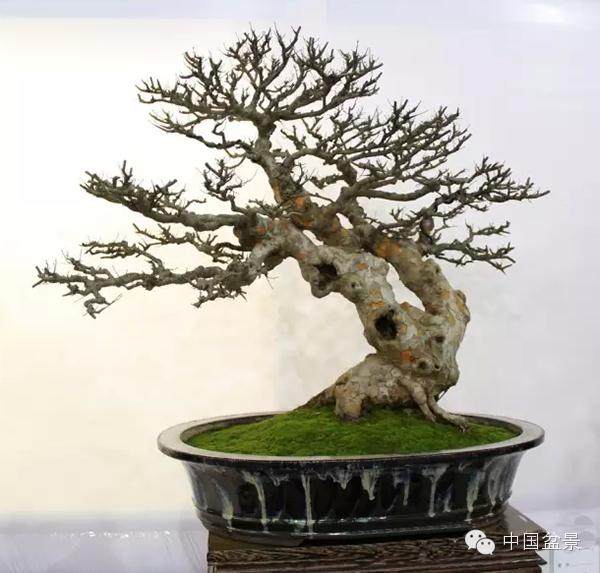 安徽省的古玩盆景博览会