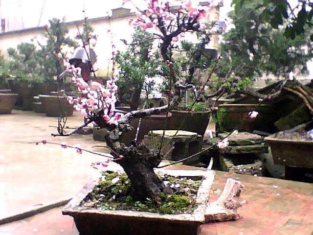 安徽省皖泾县成立花卉盆景协会