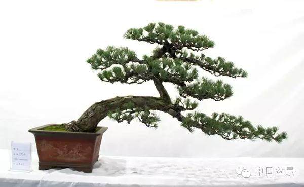 安徽鑫诚集团联合主办的第二届&ldquo;鑫诚杯&rdquo;盆景艺术展