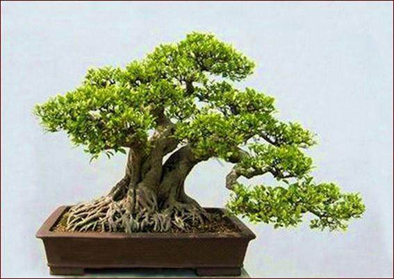 安徽省第四届盆景展