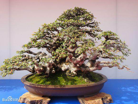 安徽黄山歙县举行盆景节