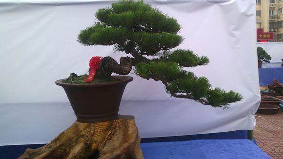 安徽蚌埠举办盆景、奇石展览