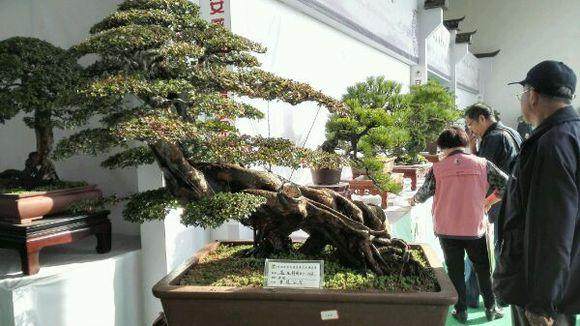 安徽盆景村以卖花和出售盆景为生