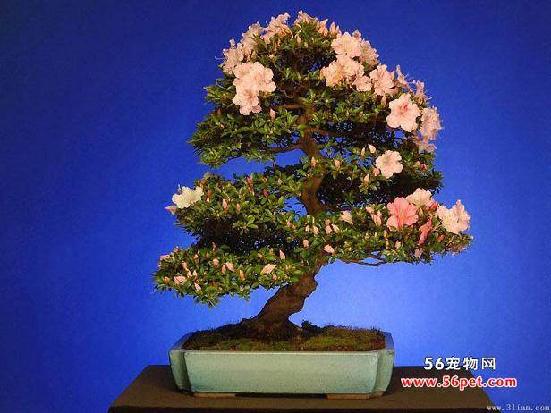 海南第11届迎春花市开幕 3千多品种花卉盆景斗艳