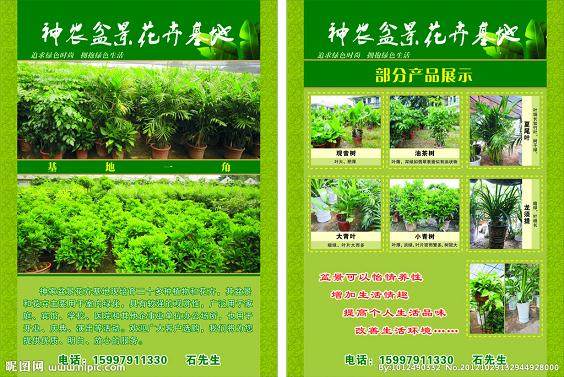 最大花卉盆景赏石中心在凤凰落成