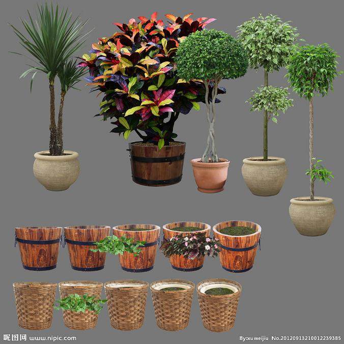 花卉盆景晒出冬日春意