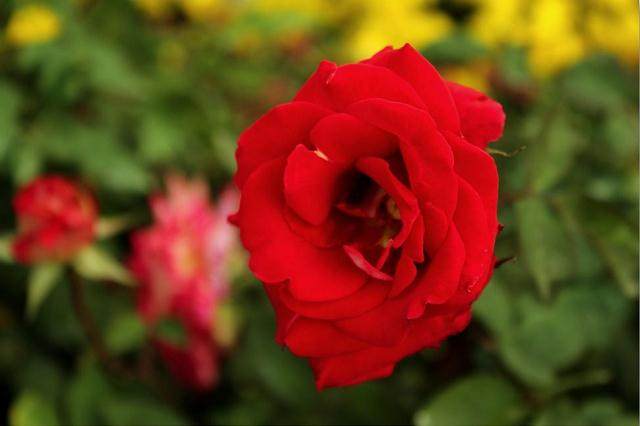 凤凰花市8万元花卉盆景被毁