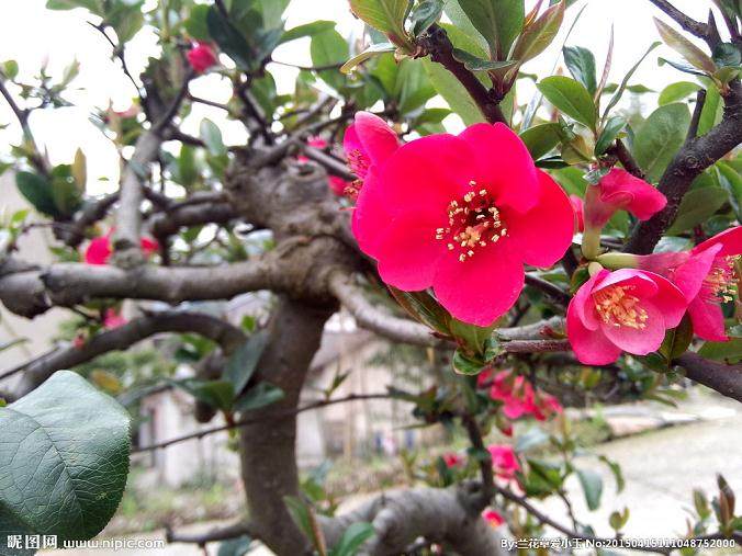 海南澄迈将建热带花卉盆景产业园