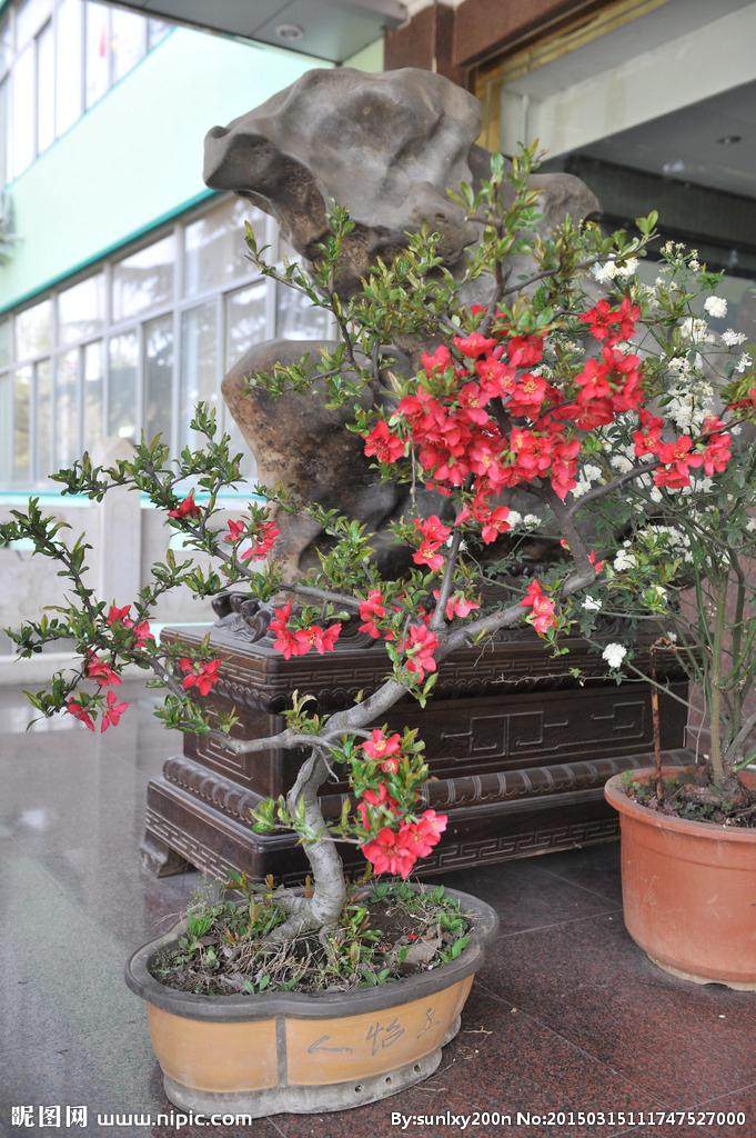 莆田花卉盆景实验场