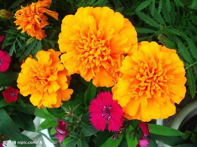 日照花卉盆景协会