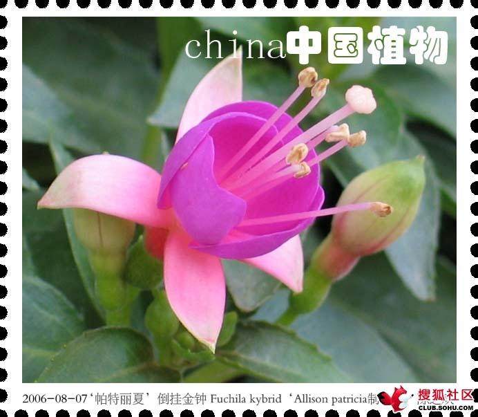 花卉盆景会聚信阳市民