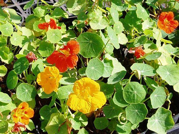 襄樊开林花卉盆景公司