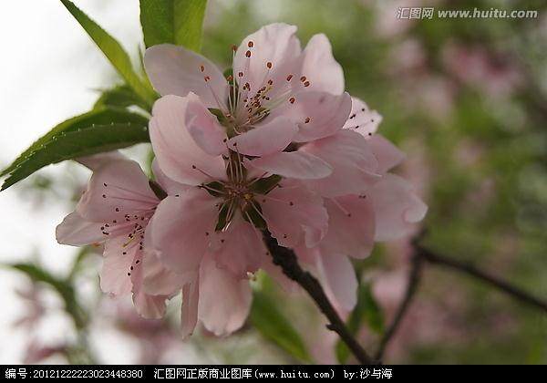 邢台临西花卉盆景有限公司