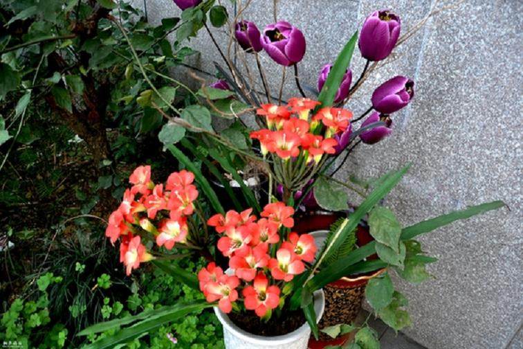 首届国际盆景花卉世界