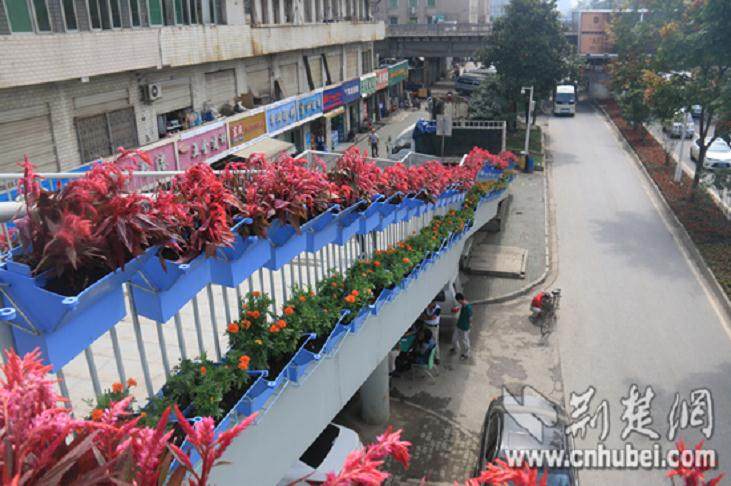 上海举办迎世博花卉盆景展