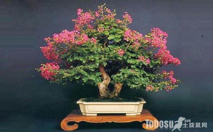 花卉盆景贺新年