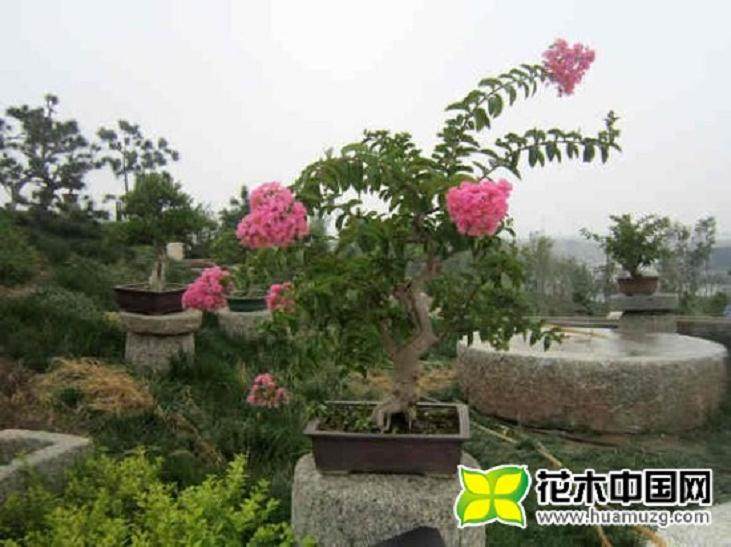 2000多万盆景观花卉