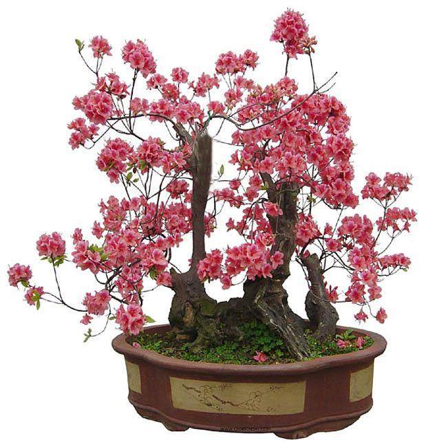 保康县花卉盆景已获国家级大奖