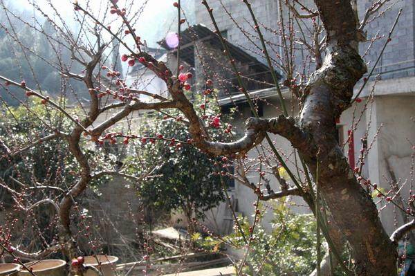 探讨产业转移双赢合作　湛江珠三角花卉企业巨