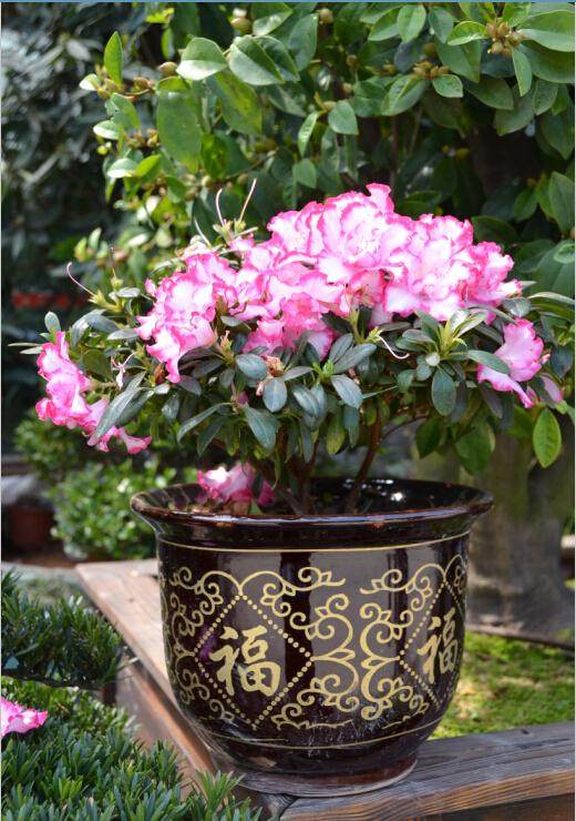 太原打造27条&ldquo;盆景花卉街&rdquo;