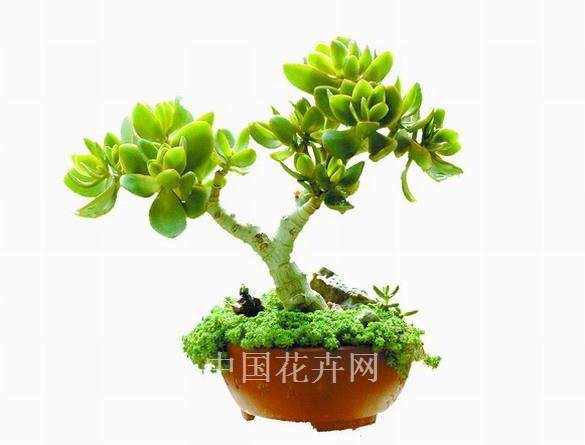 景德镇的花卉盆景市场