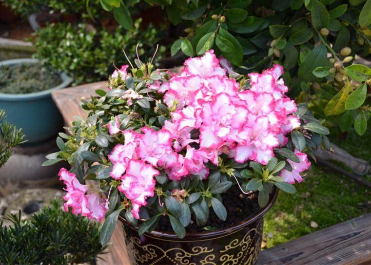 第三届中国（临沂）国际奇石盆景花卉根艺博览