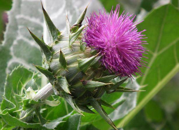 太原市的盆景花卉街