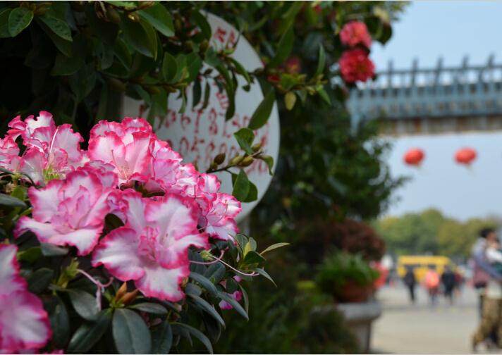 南通市花卉盆景逐步介入国内市场