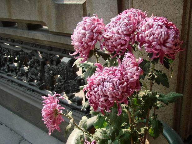 第三届临沂市国际盆景花卉根博览会