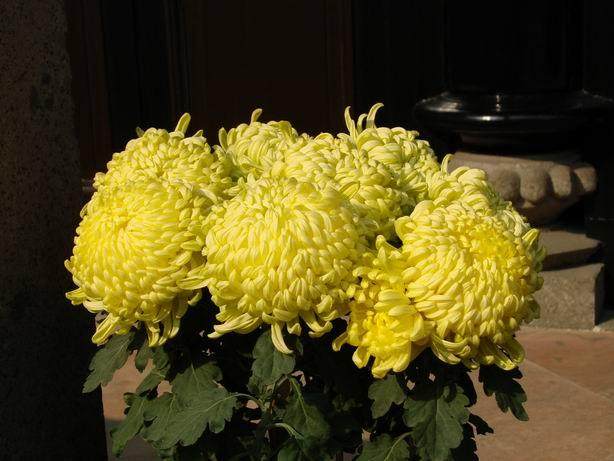 今年到花卉市场买鲜花祭祀的人比往年明显增多