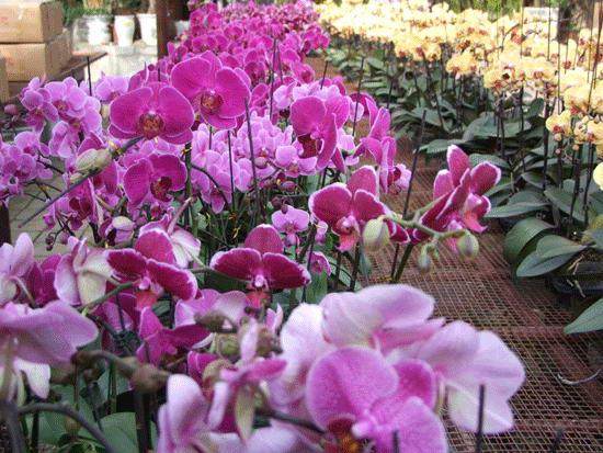 太原市的盆景花卉街,种植、摆放鲜花400余万盆