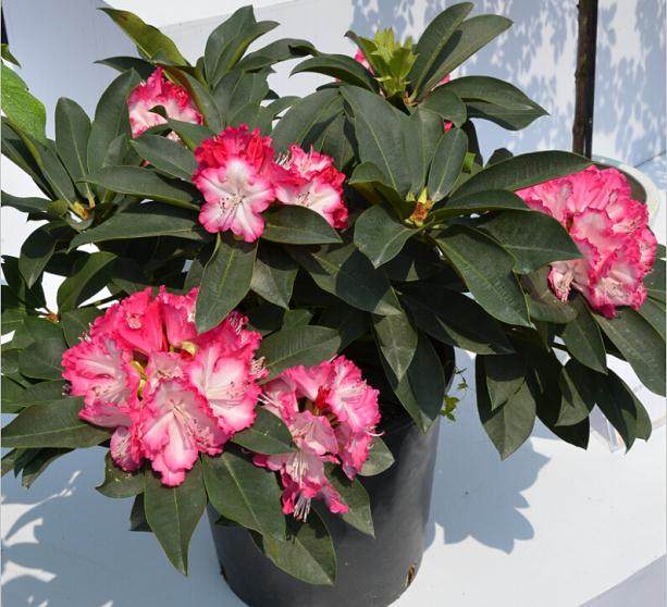 花卉盆景销售悄然进入景区吸引市民