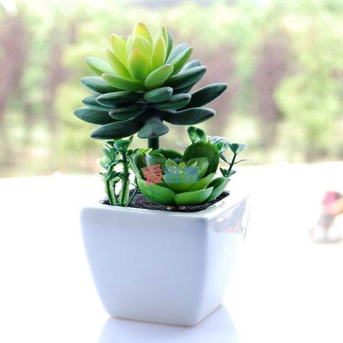 福建省花卉盆景精品展