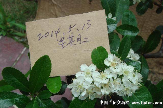 近70名花卉爱好者捧出110余盆盆景参展