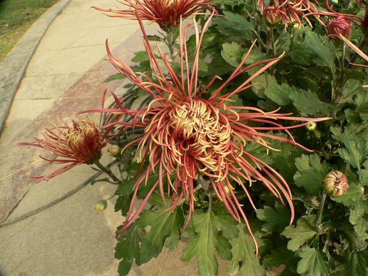 黄山市花卉盆景协会第三次会员代表大会