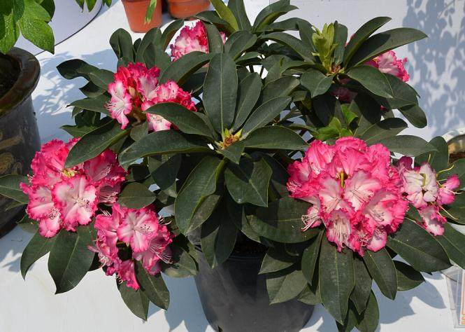 花卉盆景的栽培技术及无土培养