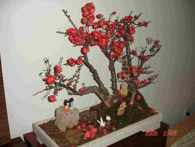 厦门盆景22年——厦门盆景花卉协会简介