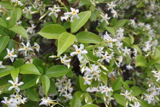 厦门盆景花卉协会