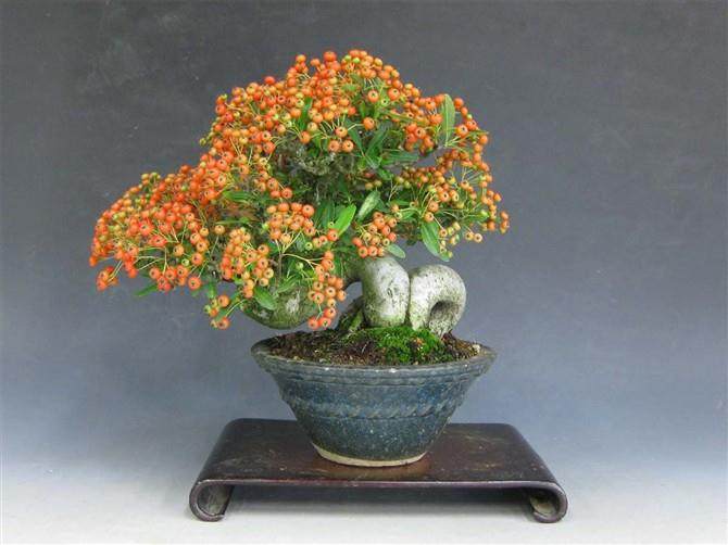 厦门盆景花卉协会成立25周年庆典隆重举行