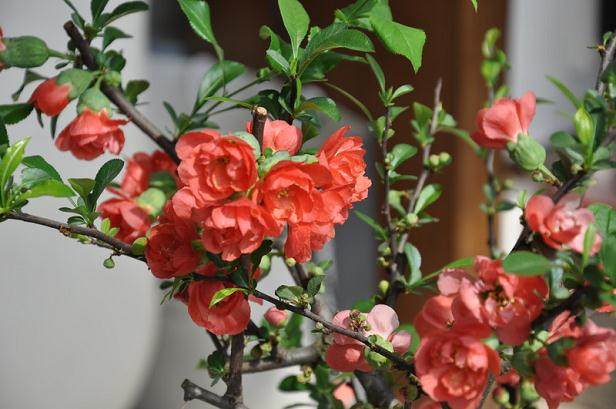 眉山花卉盆景批发