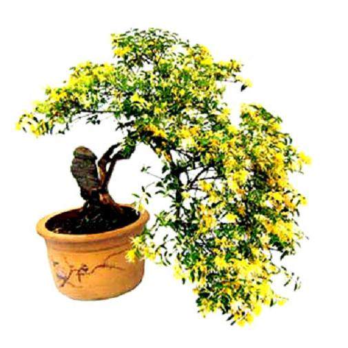 本人想到生活小区上门推销室内花卉盆景？