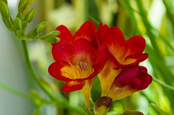 室内花卉盆栽植物可以长期用营养液吗