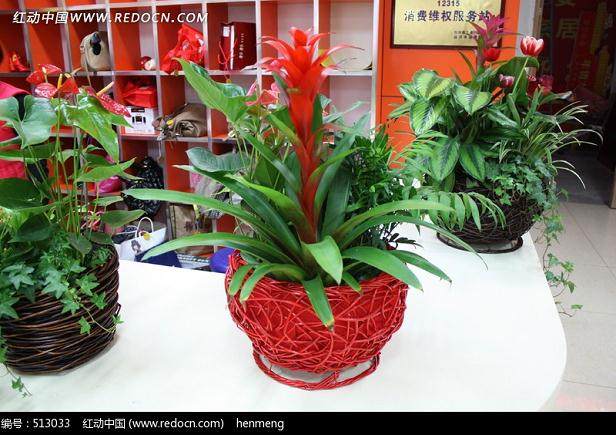 上海植物园绿化工、花卉工、盆景工、绿化室内装饰员职业见习