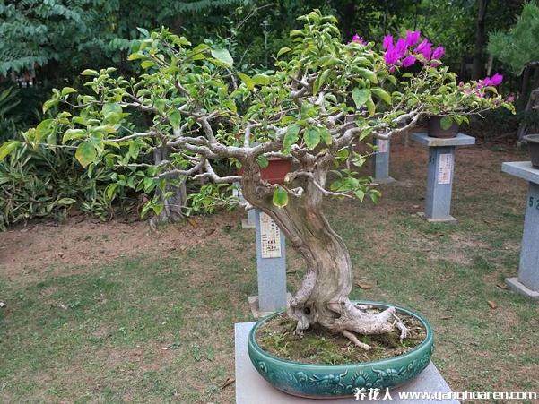 第六届福建花卉盆景博览会29日在西湖公园开幕