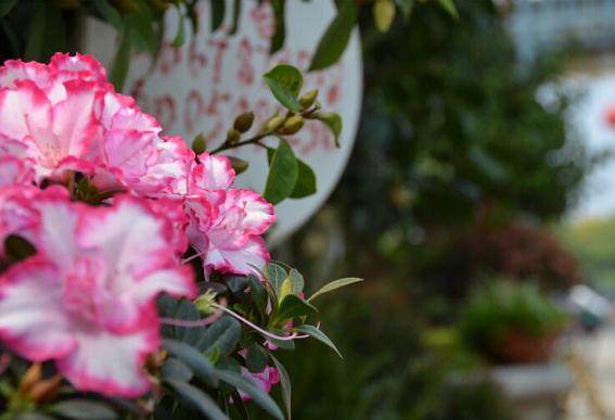 卖花渔村盆景花卉博览会上获奖