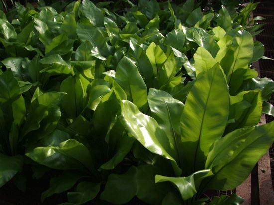 室内盆景花卉怎么养护?