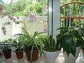 如何在市区开室内盆景花卉店